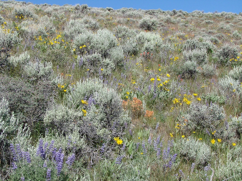 rangeland vegetation with sagebrush and blooming flowers
