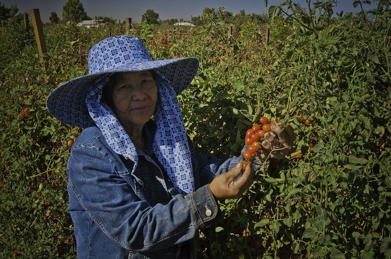 A woman in a hat picks a cluster of cherry tomatoes from the vine