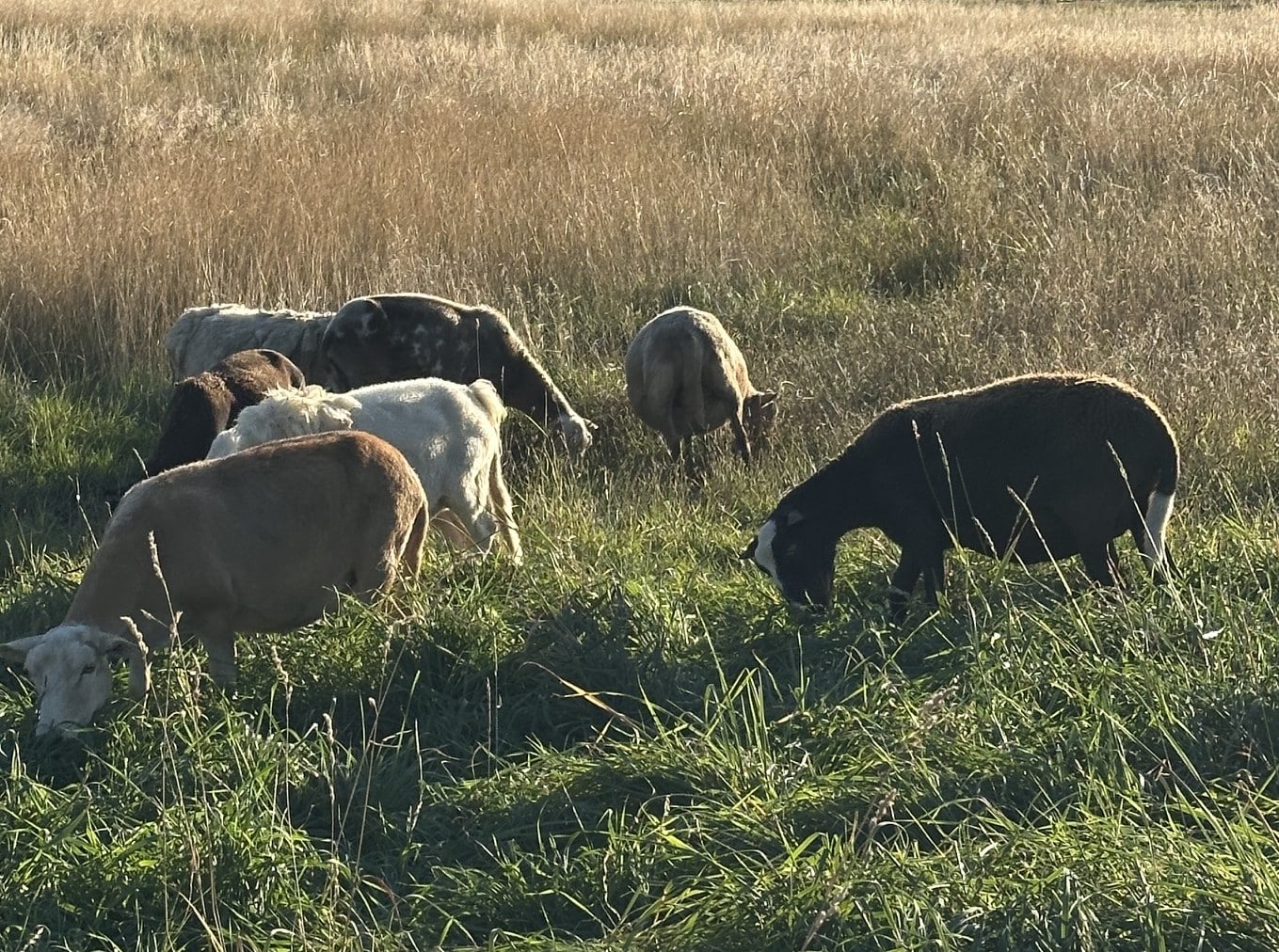 Ovejas Katahdin pastando en un prado de pasto alto