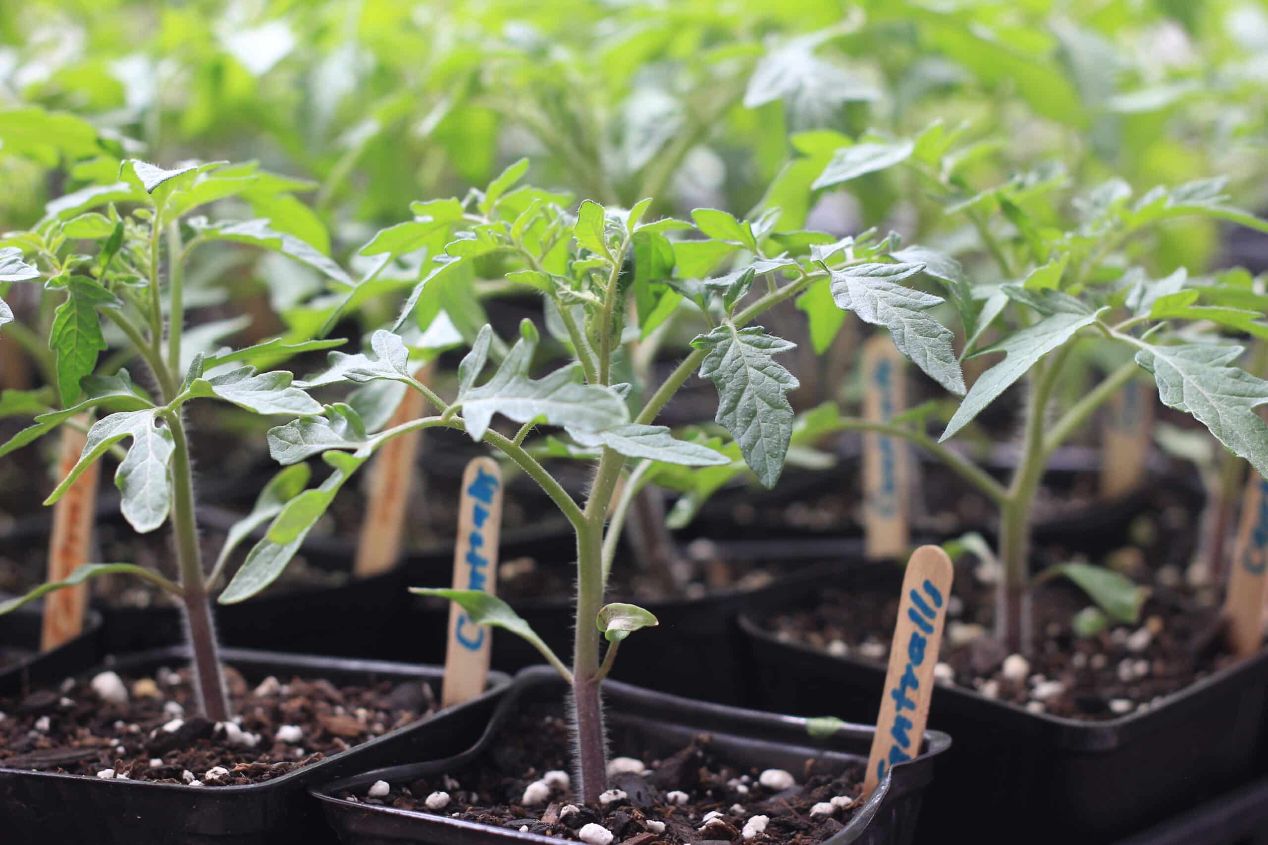 plántulas pequeñas de tomate en macetas