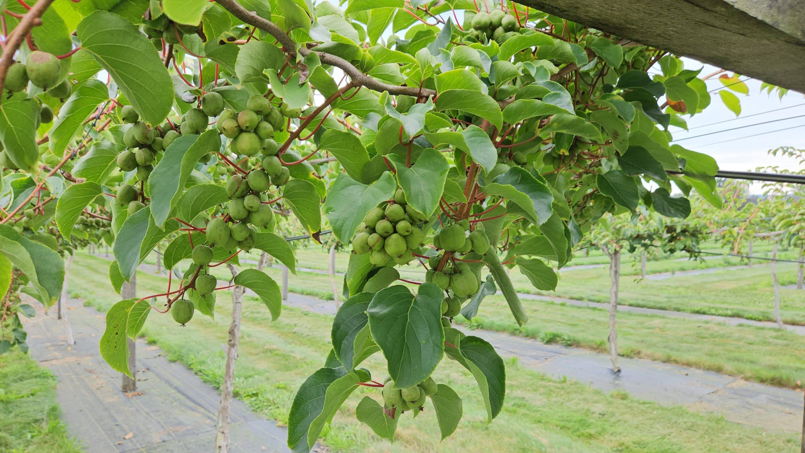 árbol frutal