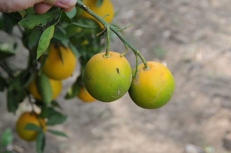frutas cítricas afectadas por el enverdecimiento de los cítricos, colgando de una rama