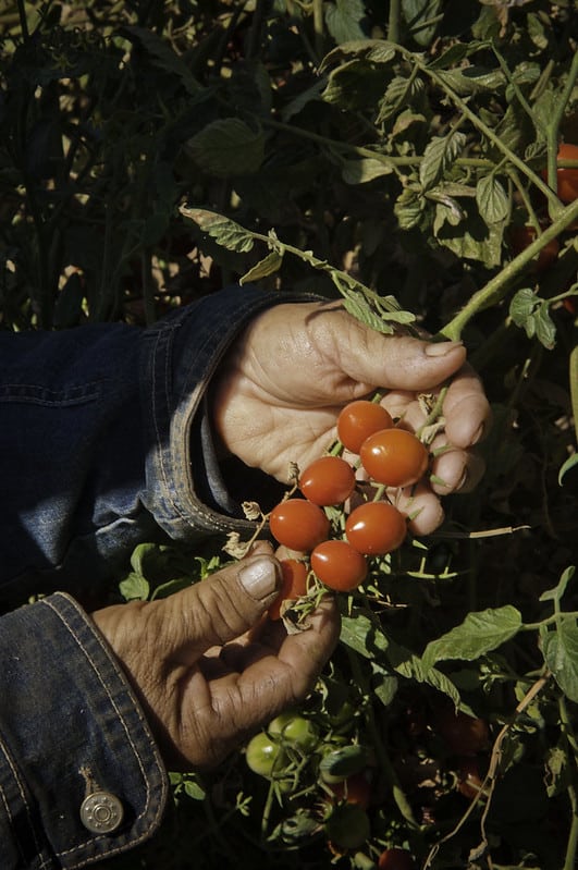 unas manos recogiendo tomates cherry rojos de una mata
