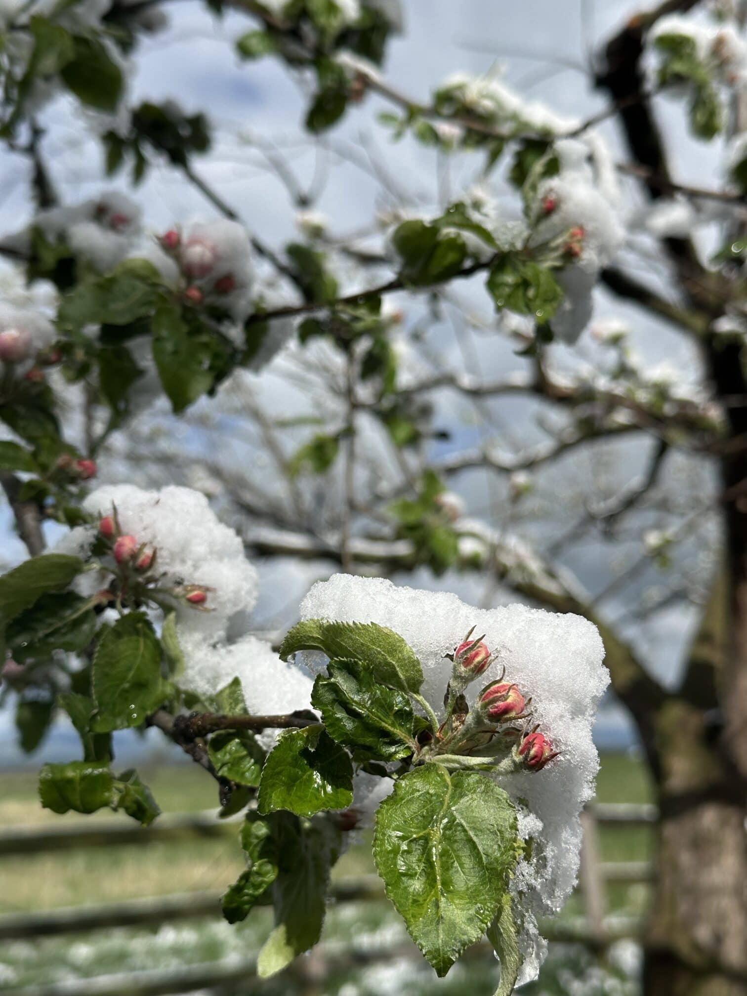 nieve sobre los brotes de los manzanos