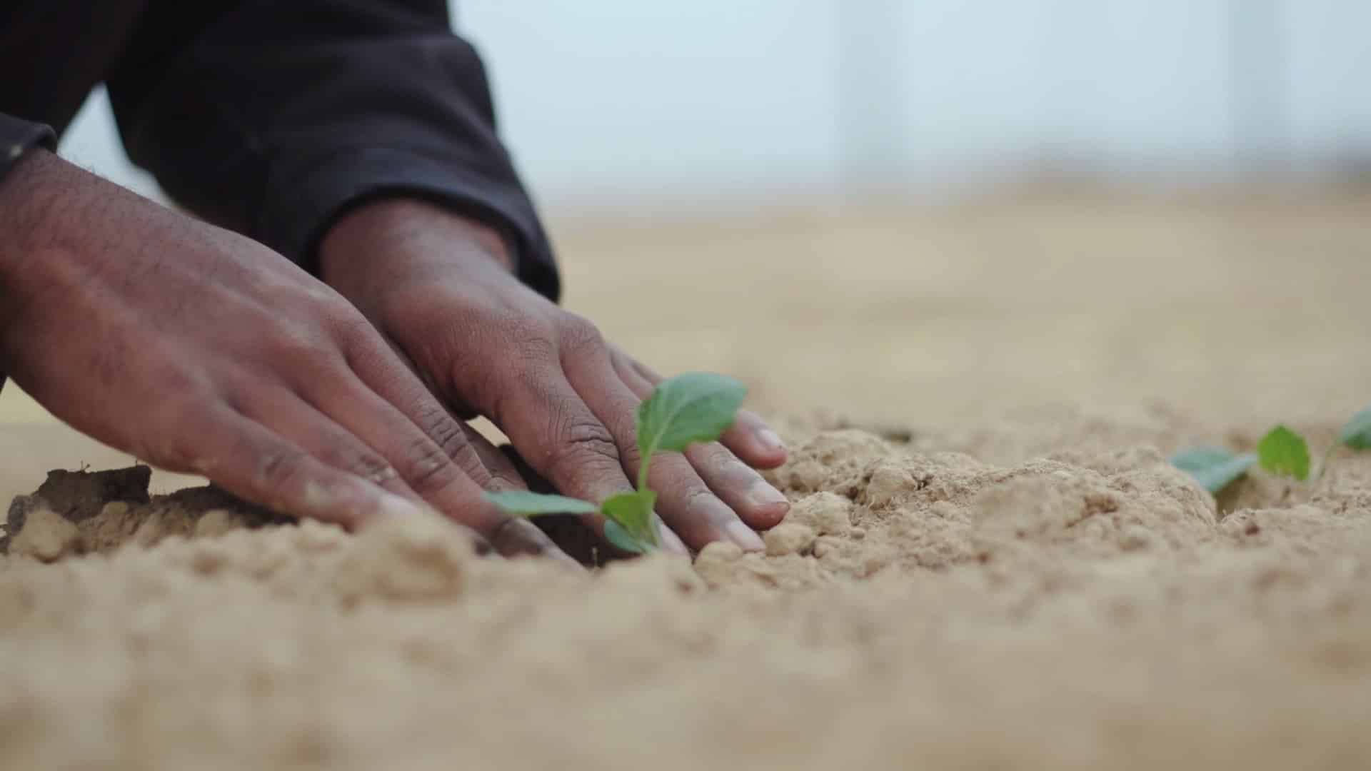 hands planting a seedling in a high tunnel